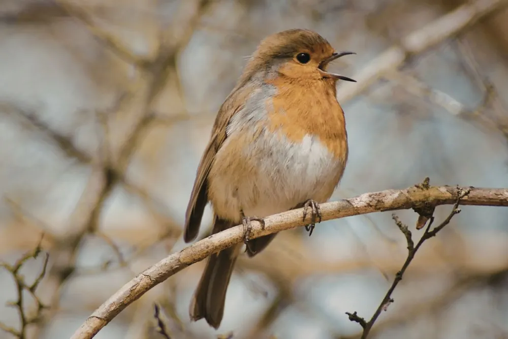 Vogel singt auf einem Ast im Morgenlicht